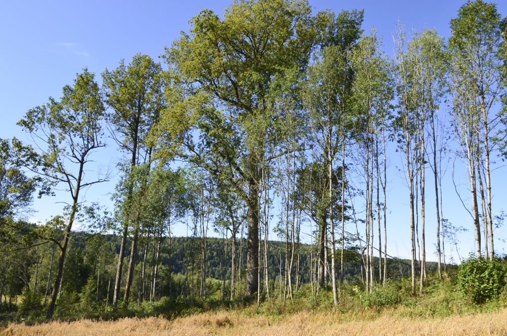 Eiketreet står i åkerkanten og er målt til 26 meters høyde.