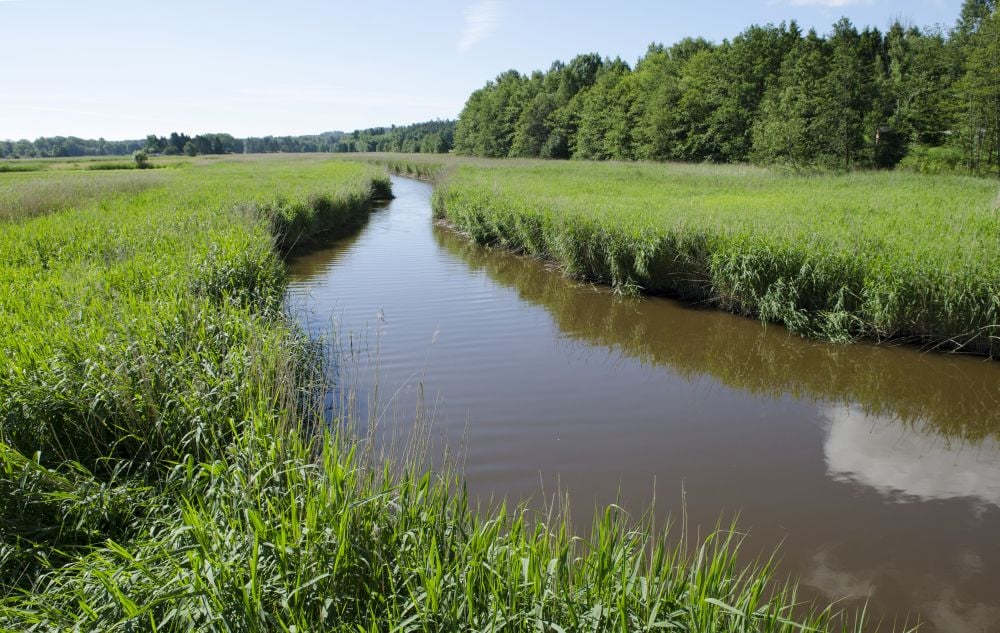 Hemskilen er et viktig beite- og oppvekstområde for vannfugl i hekkesesongen. 