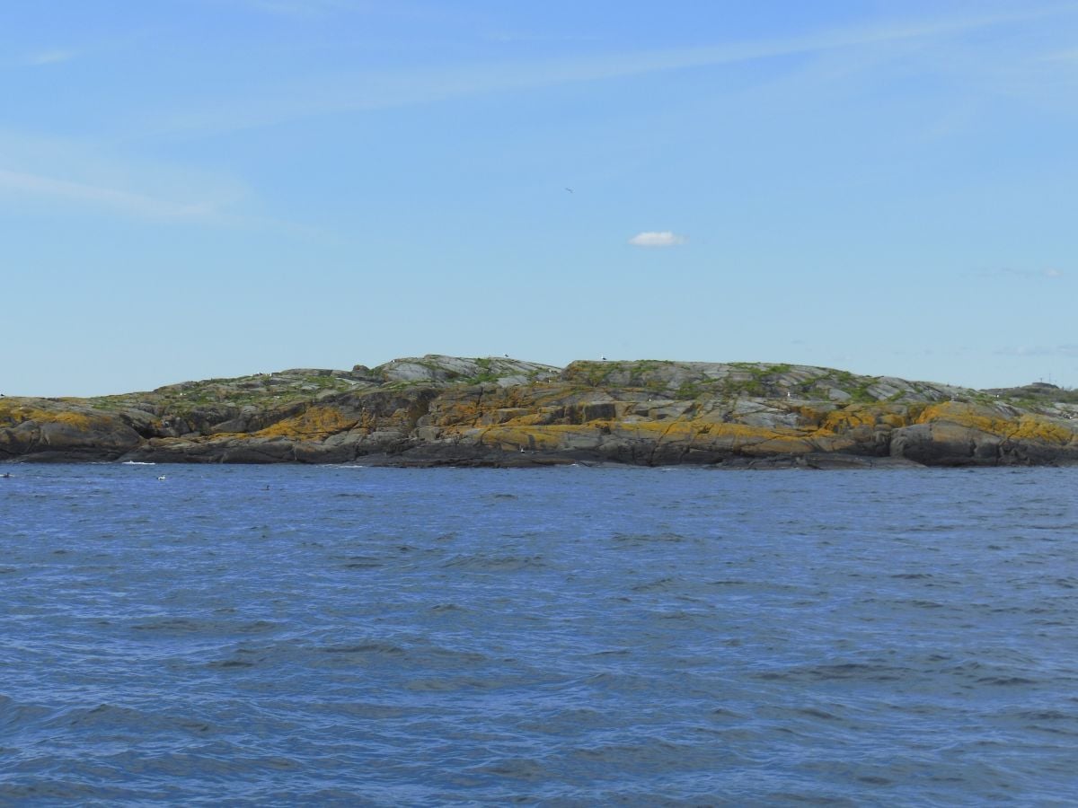 De gule messinglavene man så tydelig ser her på Langholmene, er typiske for slike skjær og øyer der sjøfugler holder til. Fuglemøkka inneholder mye nitrogen som gir næring til disse lavtypene. 