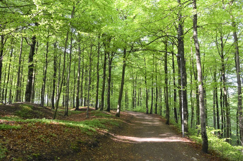 Larvik bøkeskog.