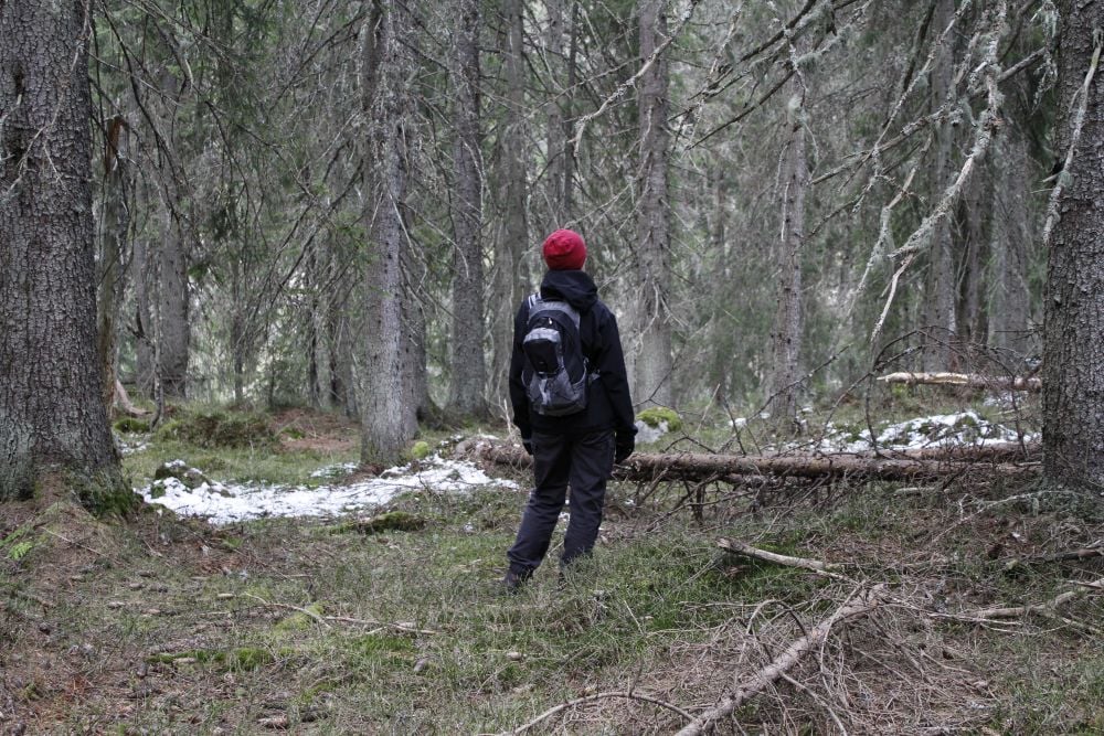 Presteseter er den eneste større, kjente, gamle granskogen i Vestfold.