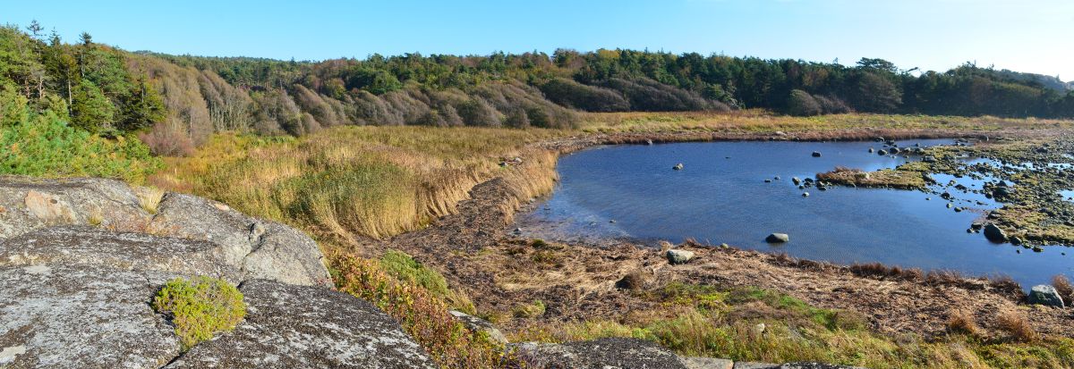 Ringane naturreservat ligger rundt en bukt på Søndre Eftang