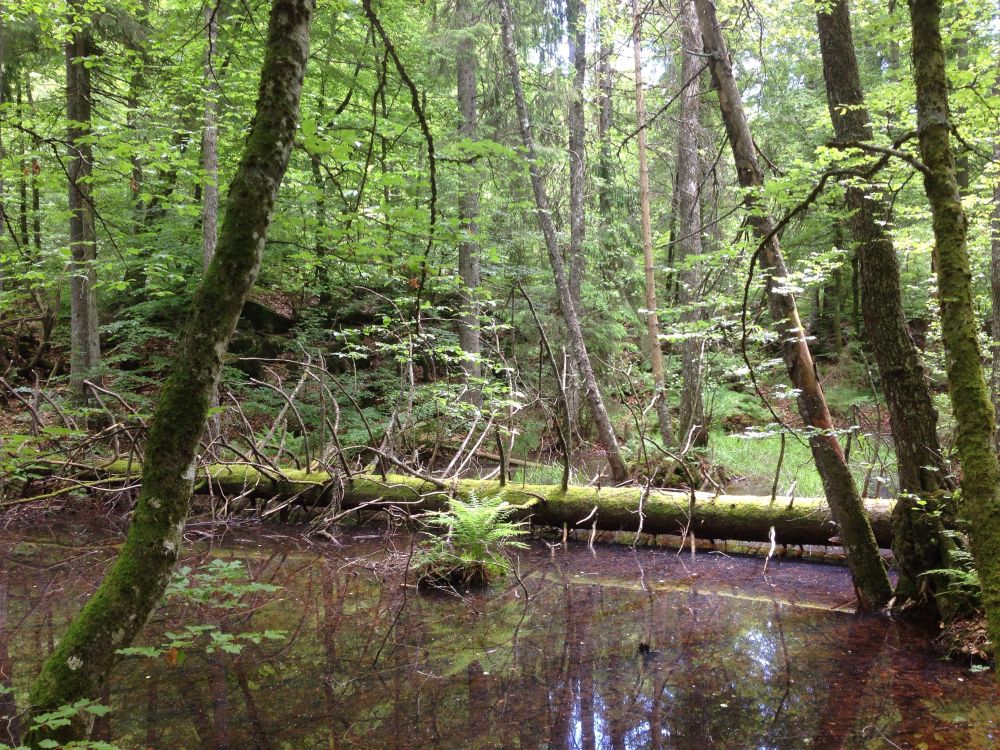 Ryggsåsen naturreservat.