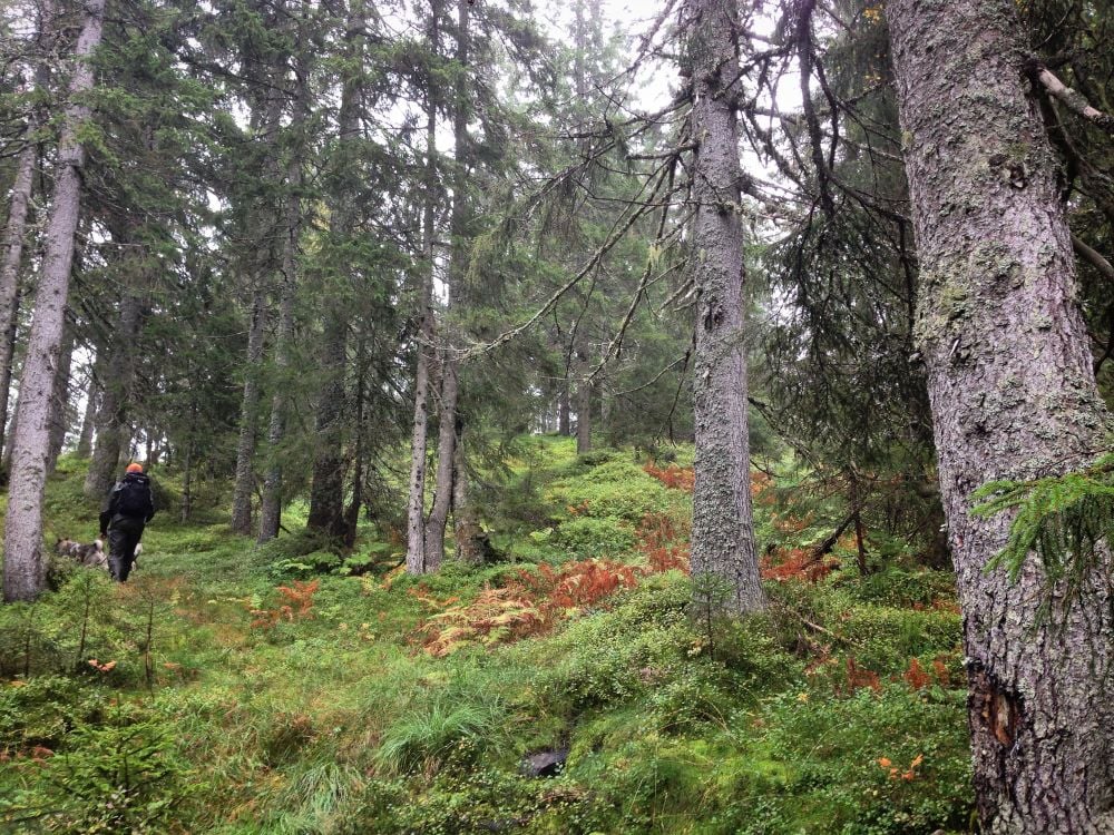 Skibergfjell.