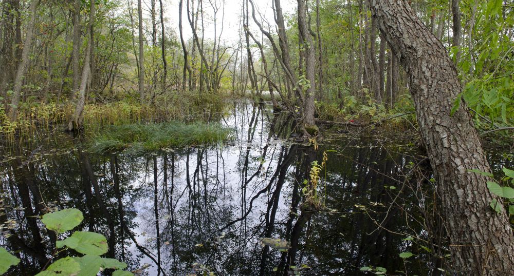 Svartor-sumpskog.