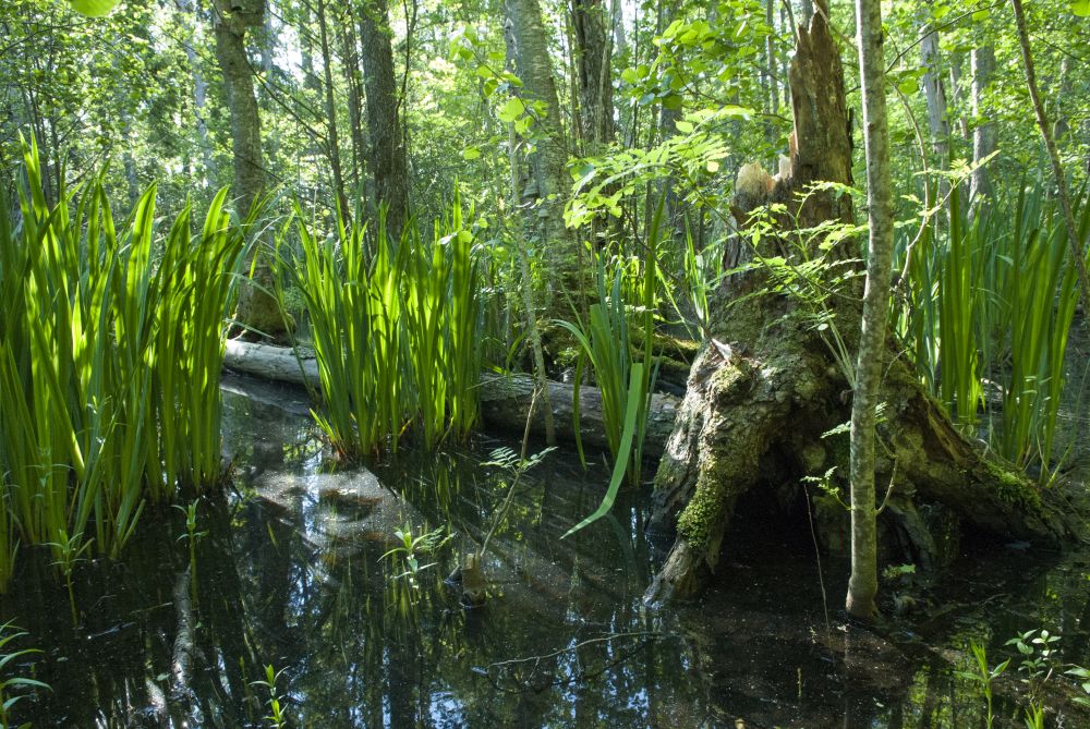 Strandvika naturreservat minner litt om mangroveskog i sydligere strøk.