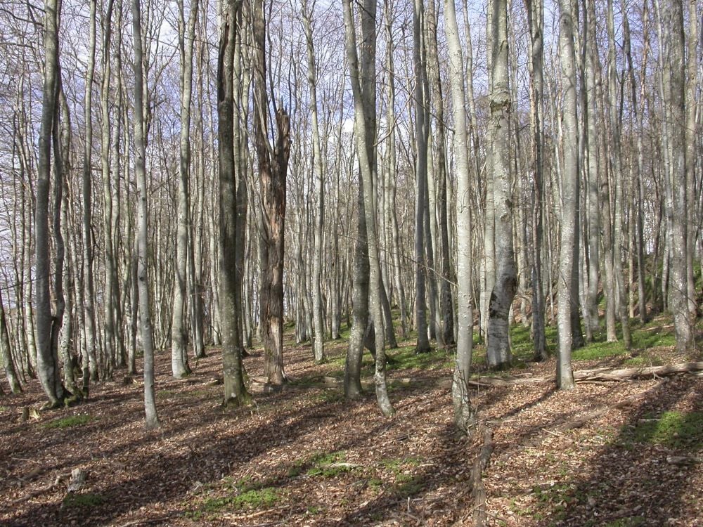 Dette vårbildet fra Våle prestegårdsskog, illustrerer godt hvordan hvitveisen skynder seg i gang før bladene på bøkeskogen danner tette tak. 