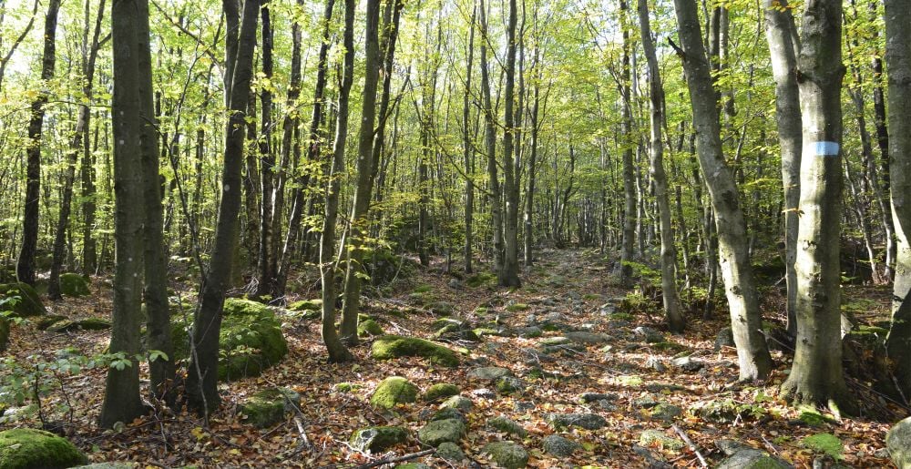 Gjennom Veldre  naturminne går en blåmerket tursti på de runde morenesteinene i Vestfoldraet.