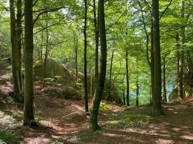 Rik edellauvskog med bøk i Hafallen. Foto: Statsforvalteren i Vestfold og Telemark