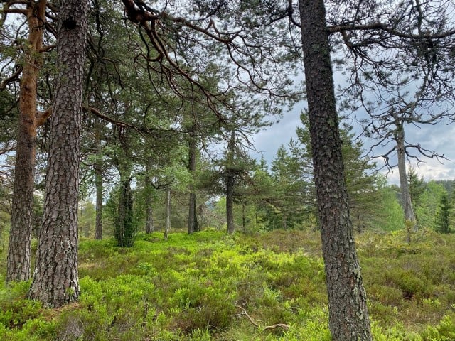 Gammel furuskog i Granasnekollen. Foto: Statsforvalteren i Vestfold og Telemark