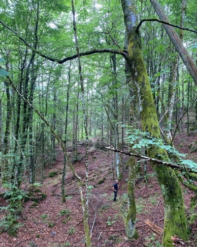 Granasnekollen: Gammel edellauvskog på høy bonitet. Foto: Statsforvalteren i Vestfold og Telemark