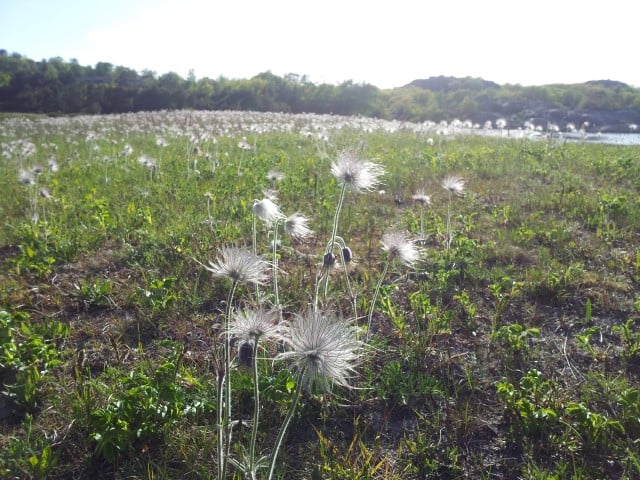 Den sterkt truede planten kubjelle trives godt på tørrenger langs kysten. Foto: Statsforvalteren i Vestfold og Telemark.