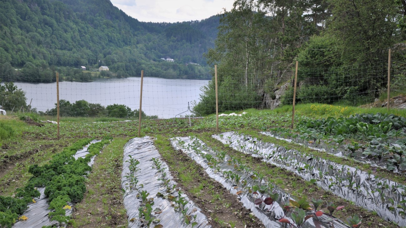 På Hauane gard har dei nytta alle den gode jorda som ligg nærast gardstunet. Teigane har vorte gjerda inn med hjortegjerde, med støtte frå det kommunale viltfondet.