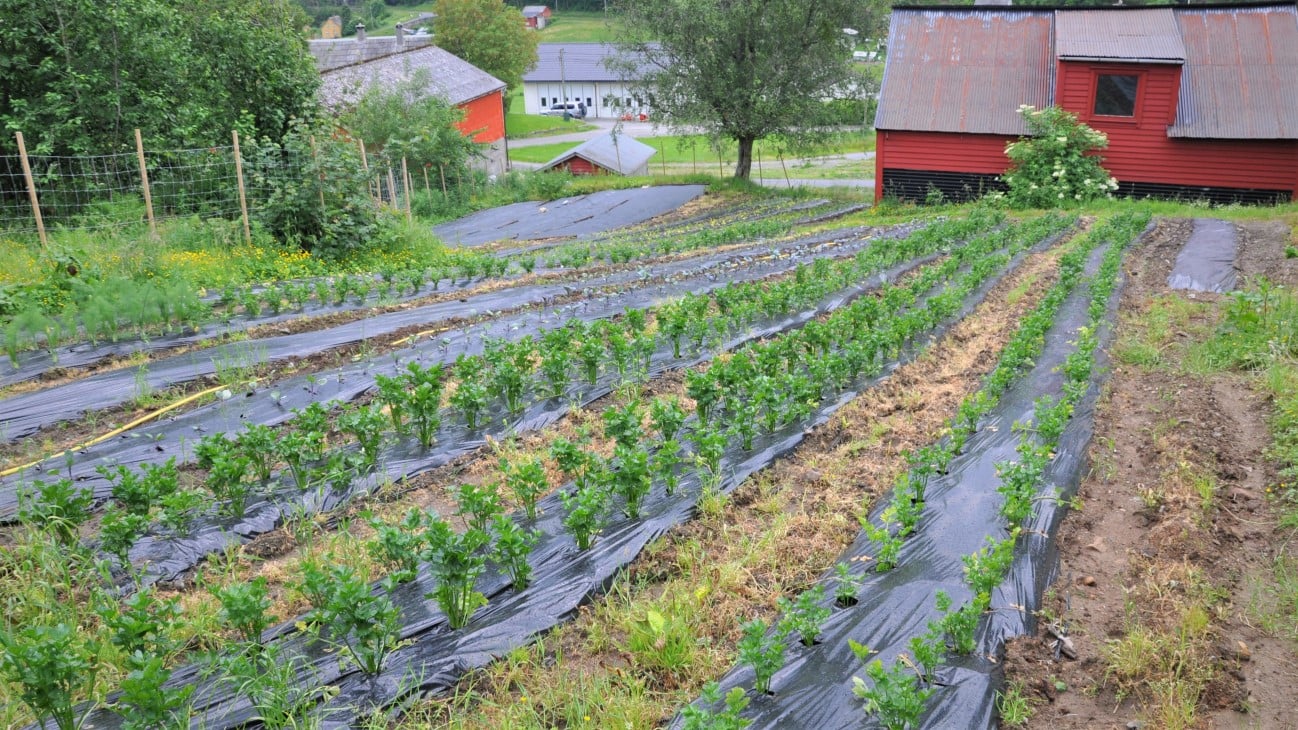 På Hauane gard har dei nytta alle den gode jorda som ligg nærast gardstunet. Teigane har vorte gjerda inn med hjortegjerde, med støtte frå det kommunale viltfondet.