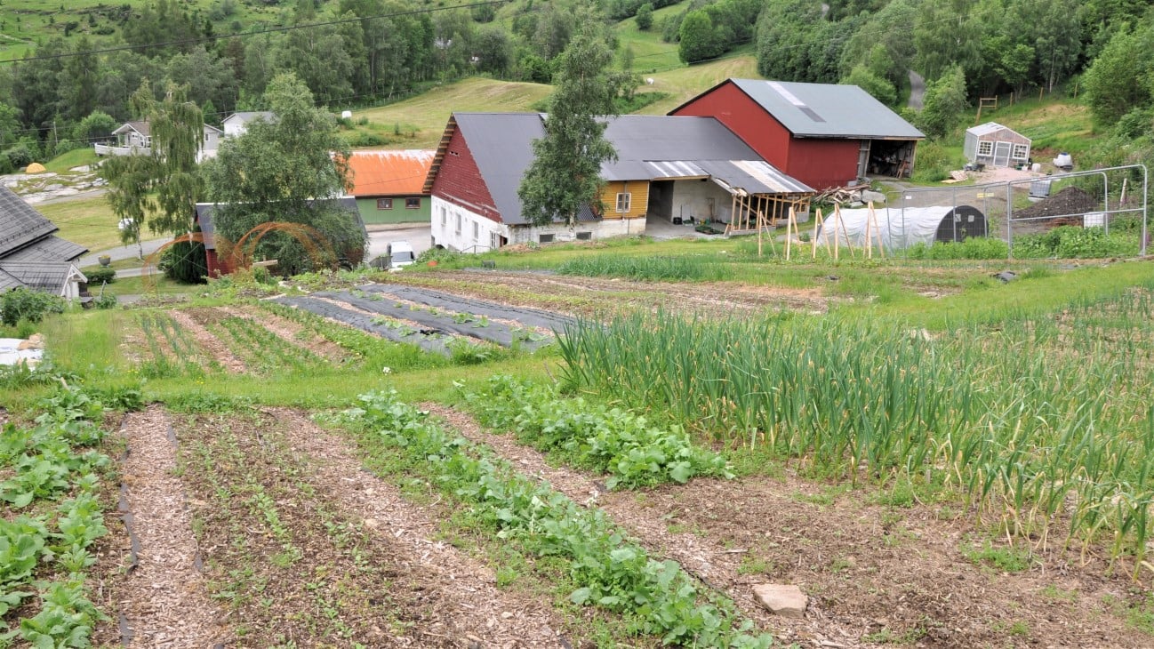Søndmør og mannen kjøpte garden for om lag tre år sidan. Dei leiger ut beitene og engareala til slått, men har halde att om lag to dekar ovanfor garden til grønsaksproduksjon. Dei har i år starta med å utvide produksjonen med eit frukt-og bærfelt. 