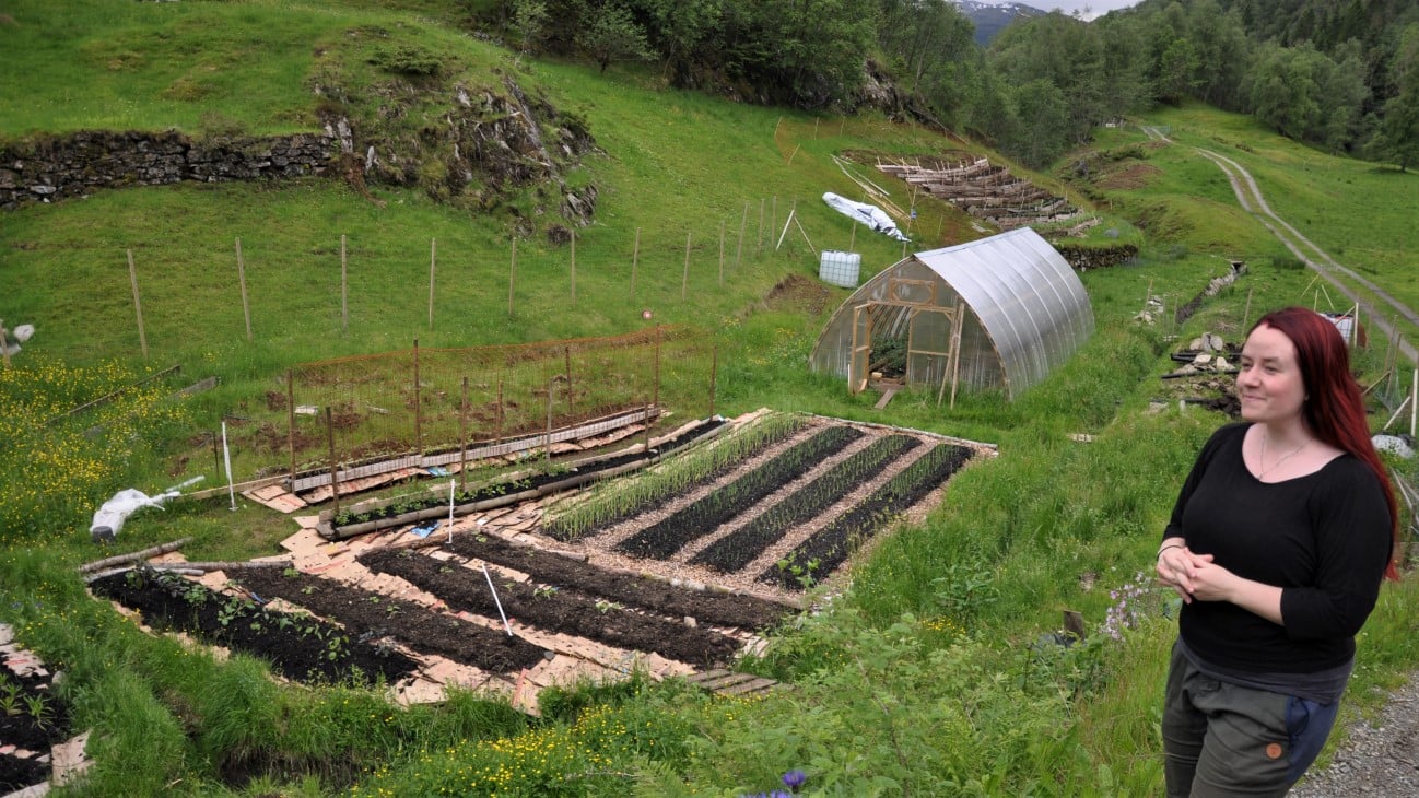 I år kom marknadshagen på garden Gjengevoll mangesysleri i gang for fullt. Garden ligg i grenda Tveit i Tysse, og vert drifta av paret Mari og Kjetil Gjengedal Austvoll. Med dugnadshjelp har dei i år fått etablert faste dyrkingsbed som skal produsere grønsaker i fleire år framover. I tillegg har dei sauer, utegangargris, bakstehus med lefser og urteprodukt for sal – eit ekte mangesysleri!