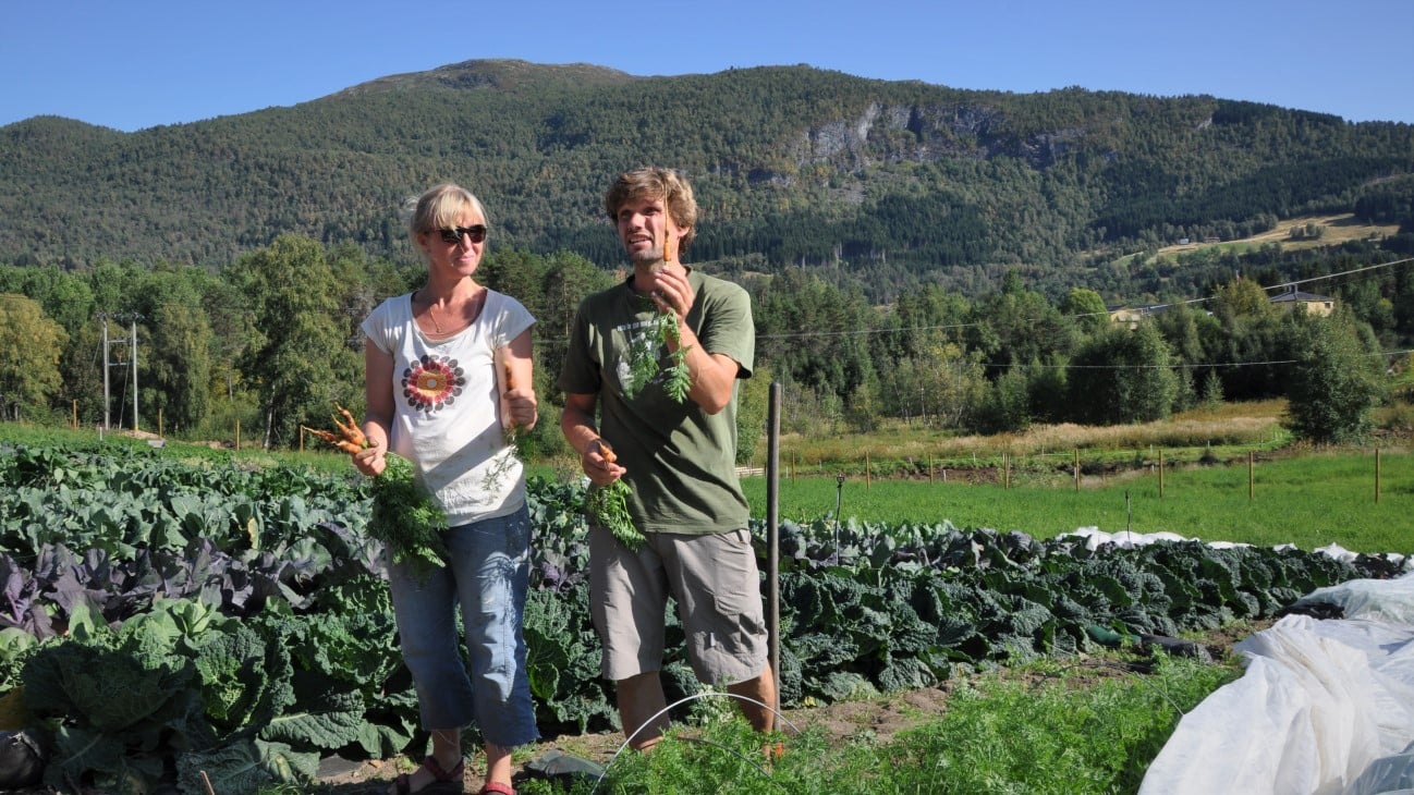 Bøtun gard i Marifjøra driv for tredje året med produksjon for restaurantar og lever abonnementskassar med grønsaker til private kundar kvar veke i vekstsesongen. 