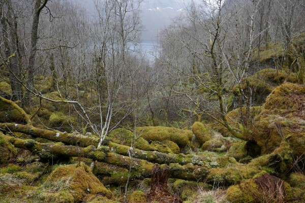 Biletet er frå Sørebødalen Foto: Tom Dybwad