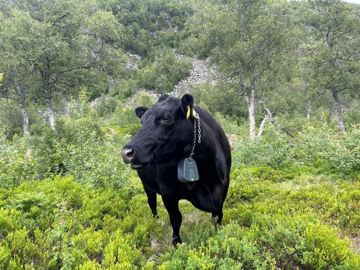 Ammeku med Nofence-klave på utmarksbeite i Vestland.