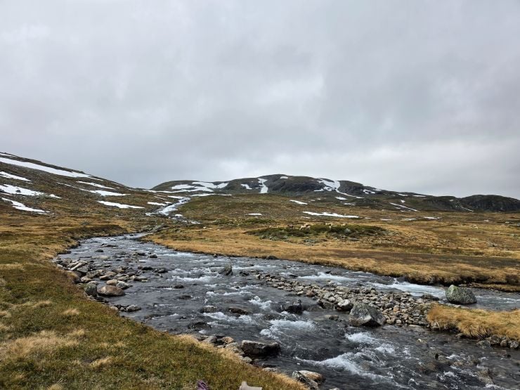 Sauer på fjellbeite.