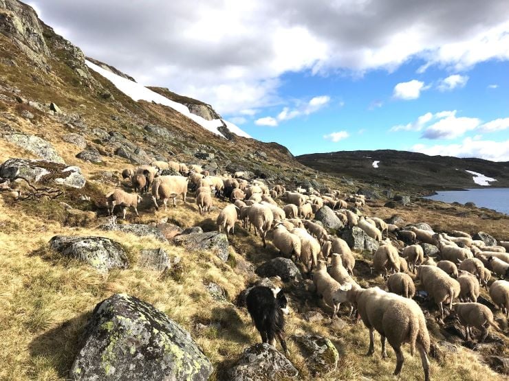 Sauer i fjellet som blir sanka med hund