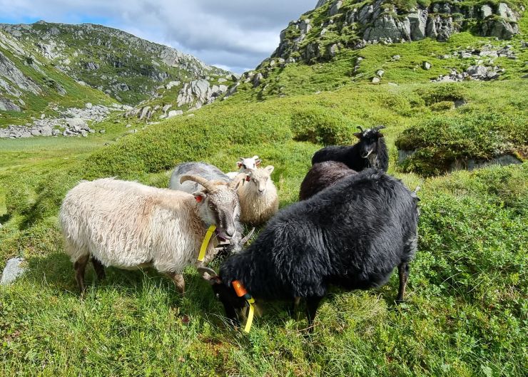 Sau på utmarksbeite i fjellet
