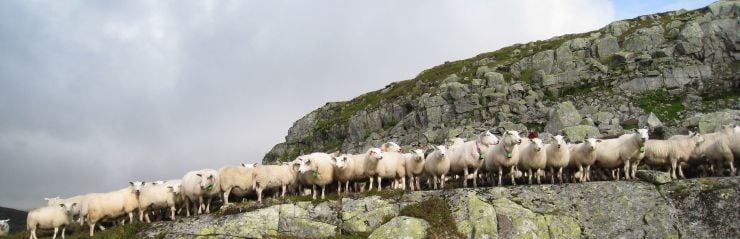 Sauer står på rad og rekke på beite i utmark