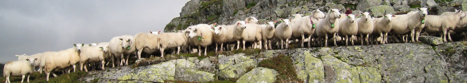 Sau på fjellbeite.
