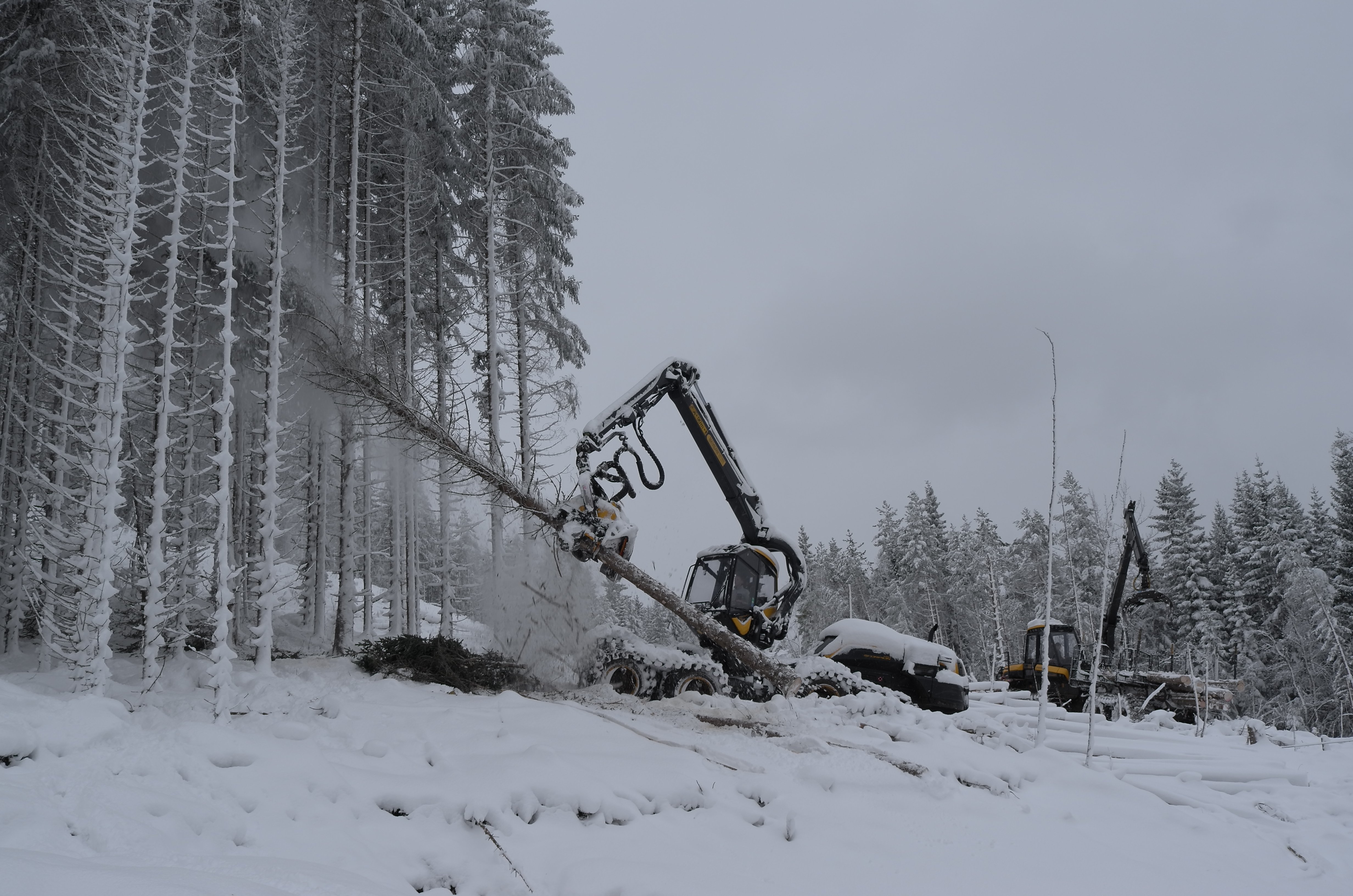 Bilde inneheld hogstmaskin i arbeid og grantre i vinterdrakt.
