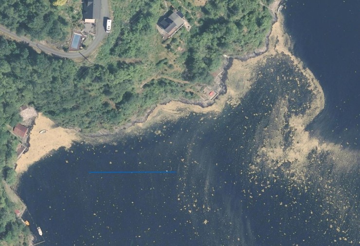 Flyfoto som syner gult pollen på vassoverflata i Osterfjorden i Alver kommune. Pollenet ligg tjukt inn mot vasskanten og ut i sjøen.  