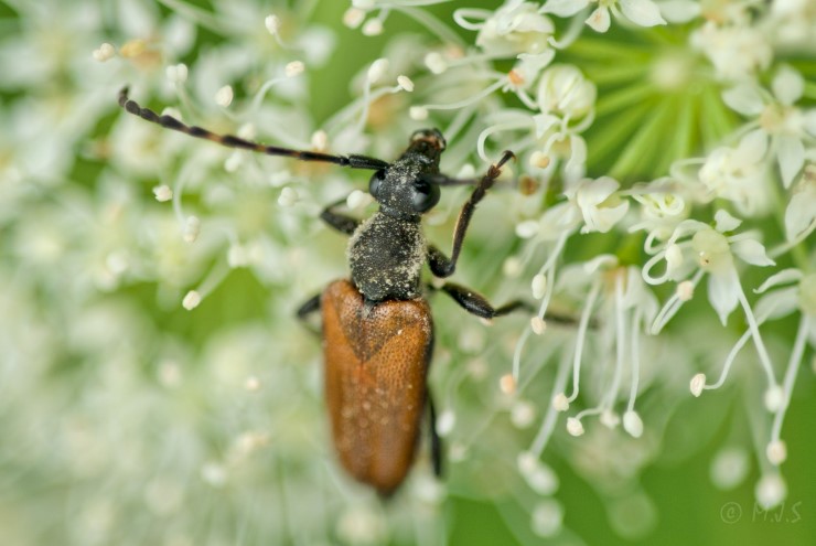 Blomsterbukk. Insekt er den mest varierte og talrike artsgruppa globalt og lokalt. Veldig mange artar har ei svært viktig rolle som pollinator. 