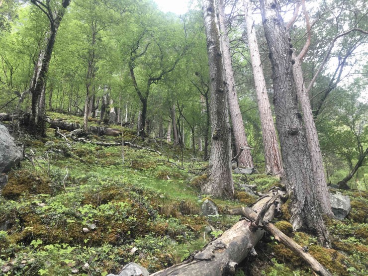 eit skogslandskap med daude tre og levande tre