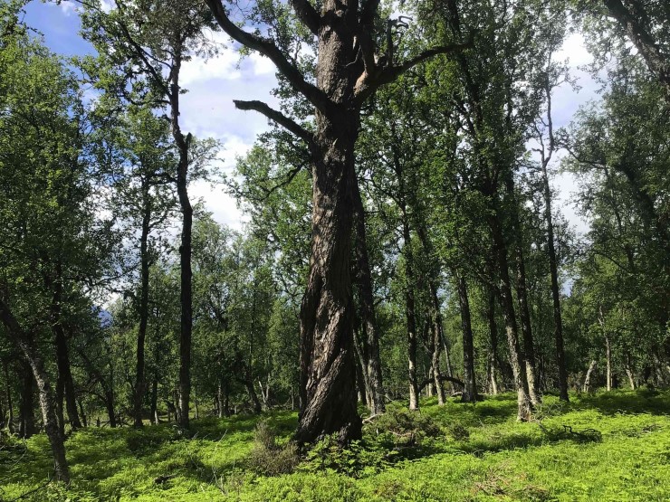 eit større fridd furutre i ein skog