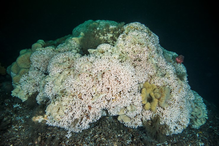 Lophelia pertusa, eller augekorall, er ein kaldtvasskorall som kan vekse ned til 600 m djupne.