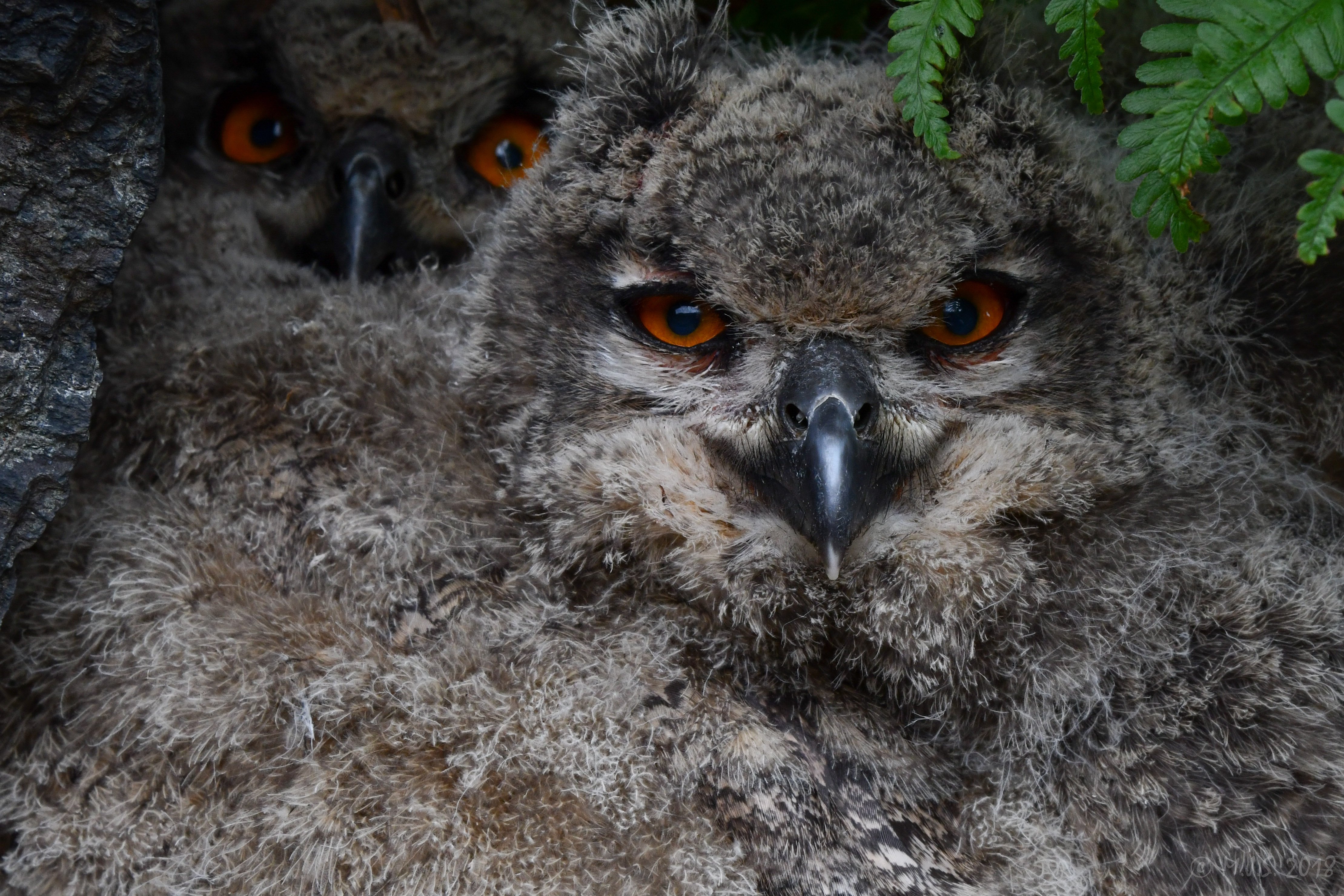 Hubroungane er svært sårbare for forstyrringar. Det er derfor viktig å ikkje oppsøke hekkeplassar til hubro i perioden februar-august, då den kan gje opp hekking eller reirplassen. Biletet er teke ved kontrollerte tilhøve ved reirkontroll. 
