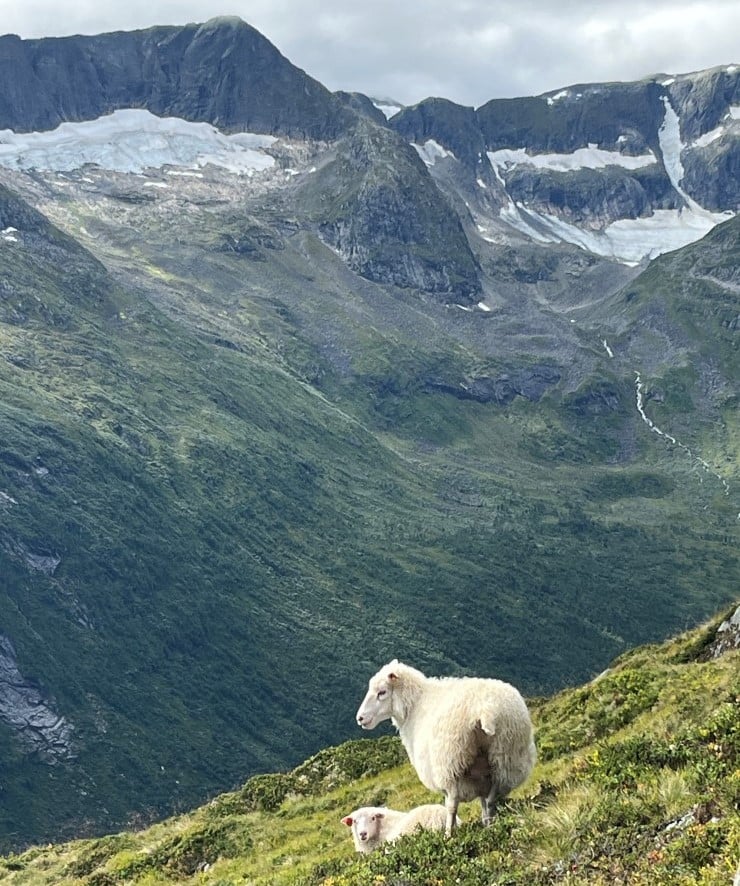 sau i fjellandskap med snø i bakgrunnen