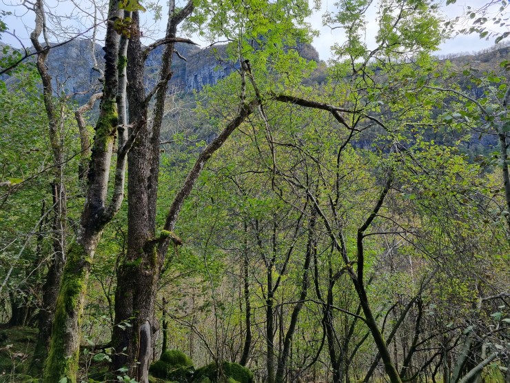skog og fjell og grå himmel
