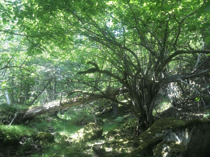 skogsbilete med grøne blad og urskog med daude tre