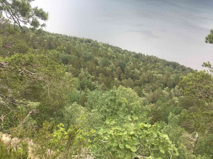 utsyn frå oppe i lia nedover mot fjorden med masse skog langs fjellsida