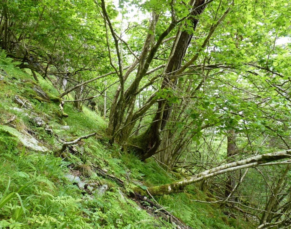 skog med kratt i grøne nyansar