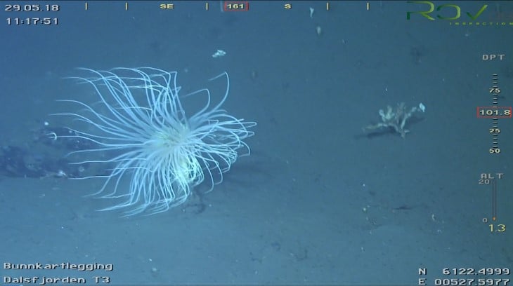 Sylindersjørose ved Kvammen i Dalsfjorden Fotografi teke av Rådgivende Biologer AS av sylindersjørose ved Kvammen i Dalsfjorden