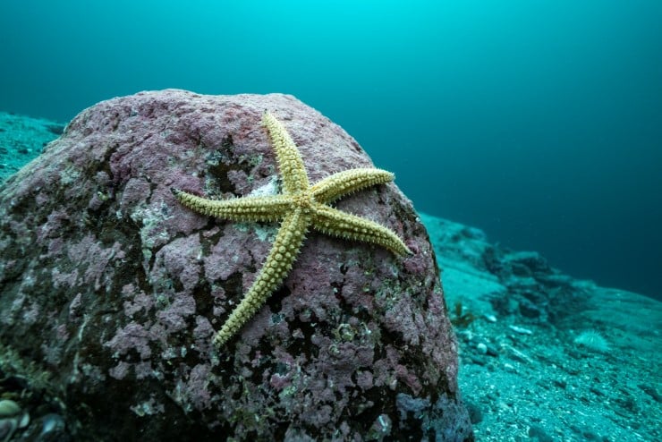 ei sjøstjerne sit på ein stein under vatn