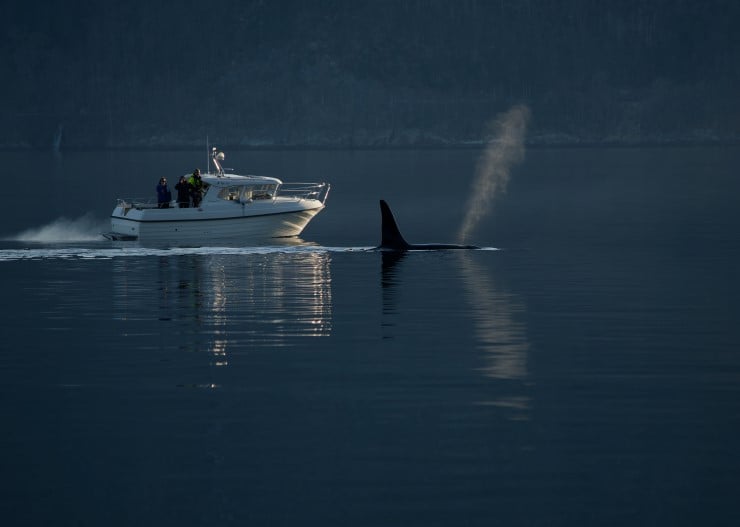 Fritidsbåt på fjorden med folk som tek bilete og ein spekkhoggarfinne som bryt vassoverflata