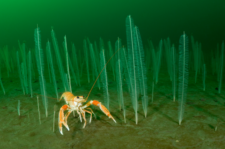 Sognefjorden har ein mangfaldig fauna. Artar som vanlegvis lever på større djupne trivst i overraskande grunne område i dei ulike fjordarmane. Både sjøkreps og sjøfjør/sjøfjær er blant desse.