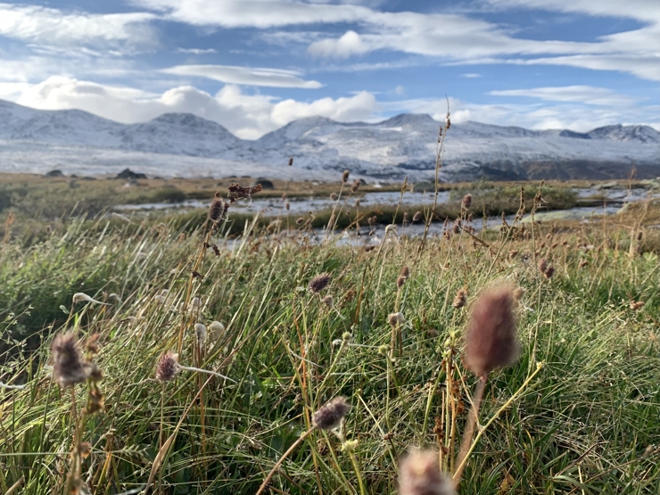ein myr med svaiande grasartar framfor alpine toppar med snø i bakgrunnen