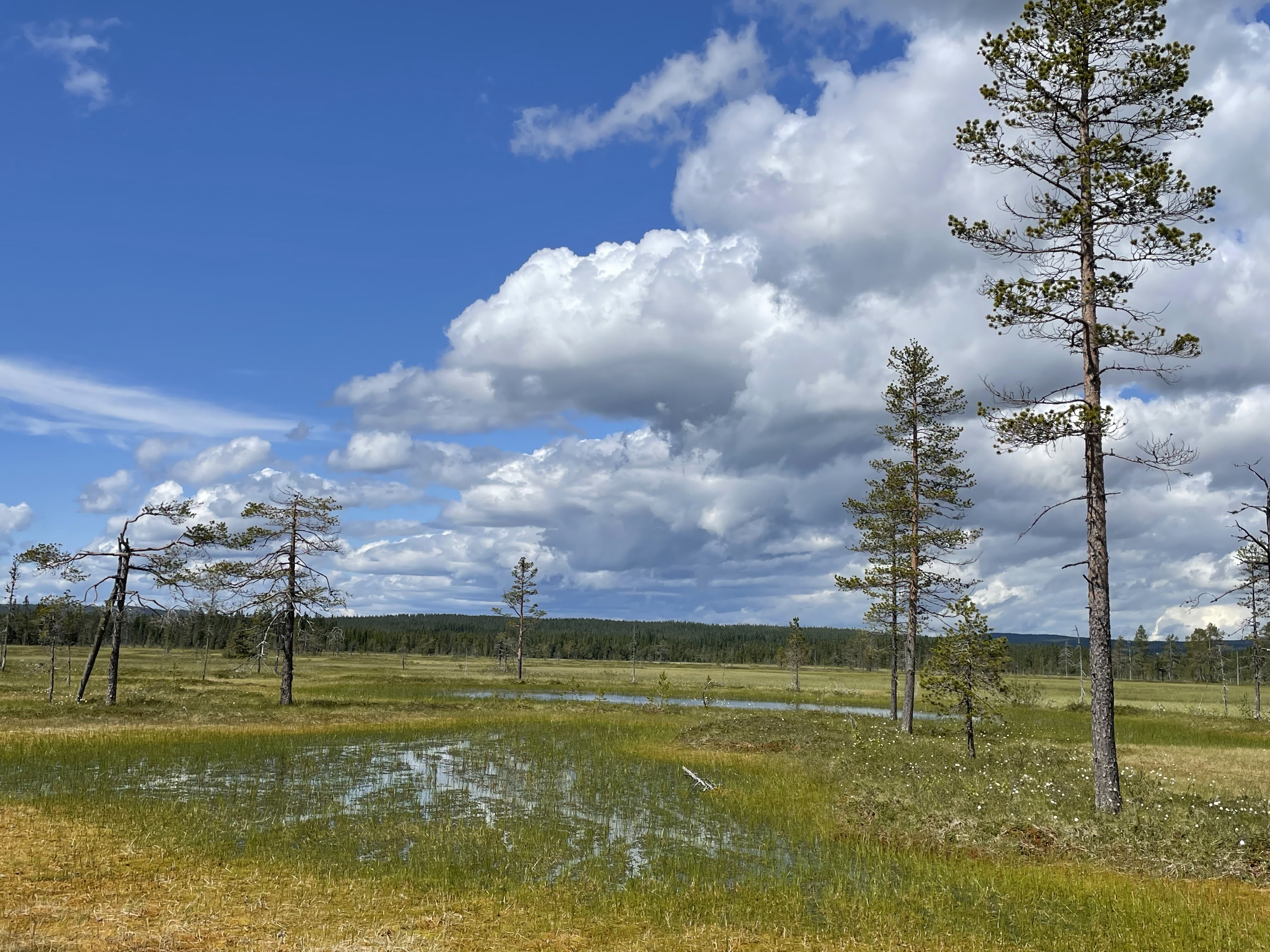 Myrområde