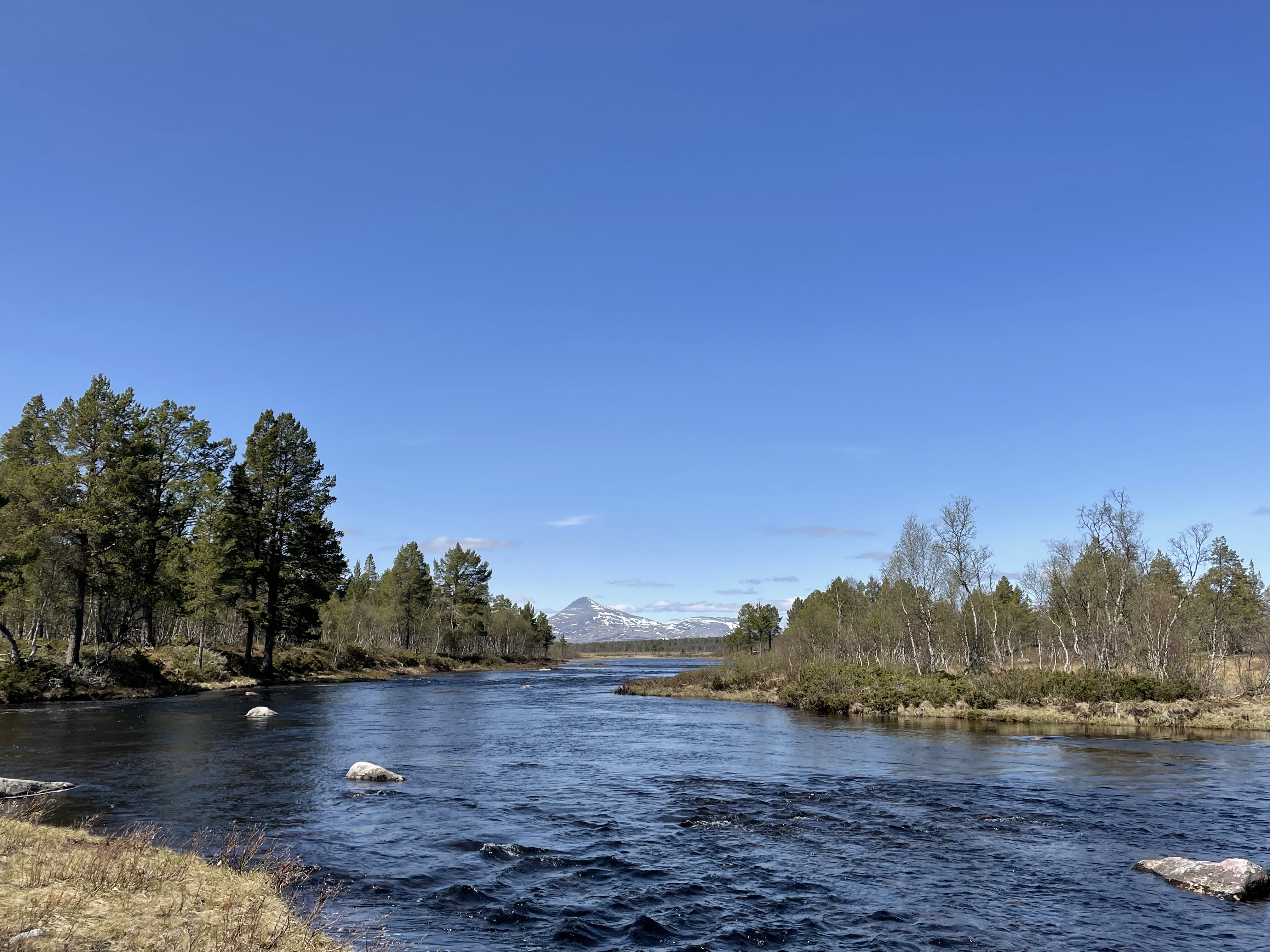 Elv omgitt av skog.