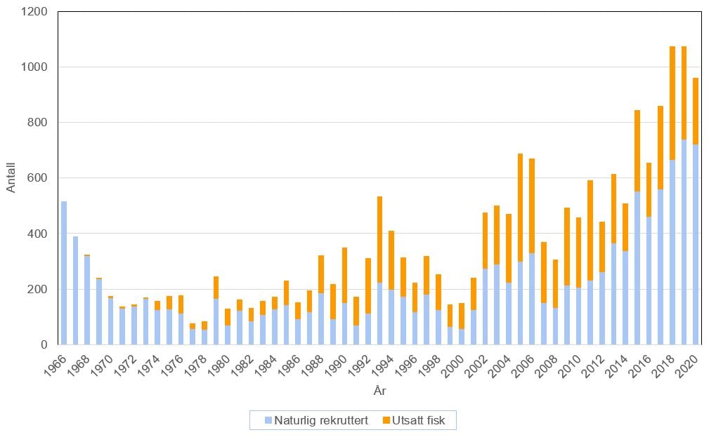 Graf som viser oppgang av aure i Hunderfossen i perioden 1966 – 2020. 