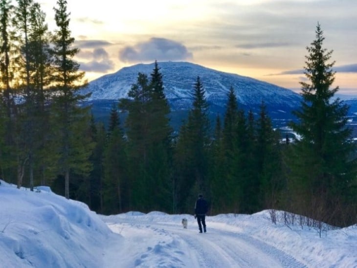Fjell, skog, snø