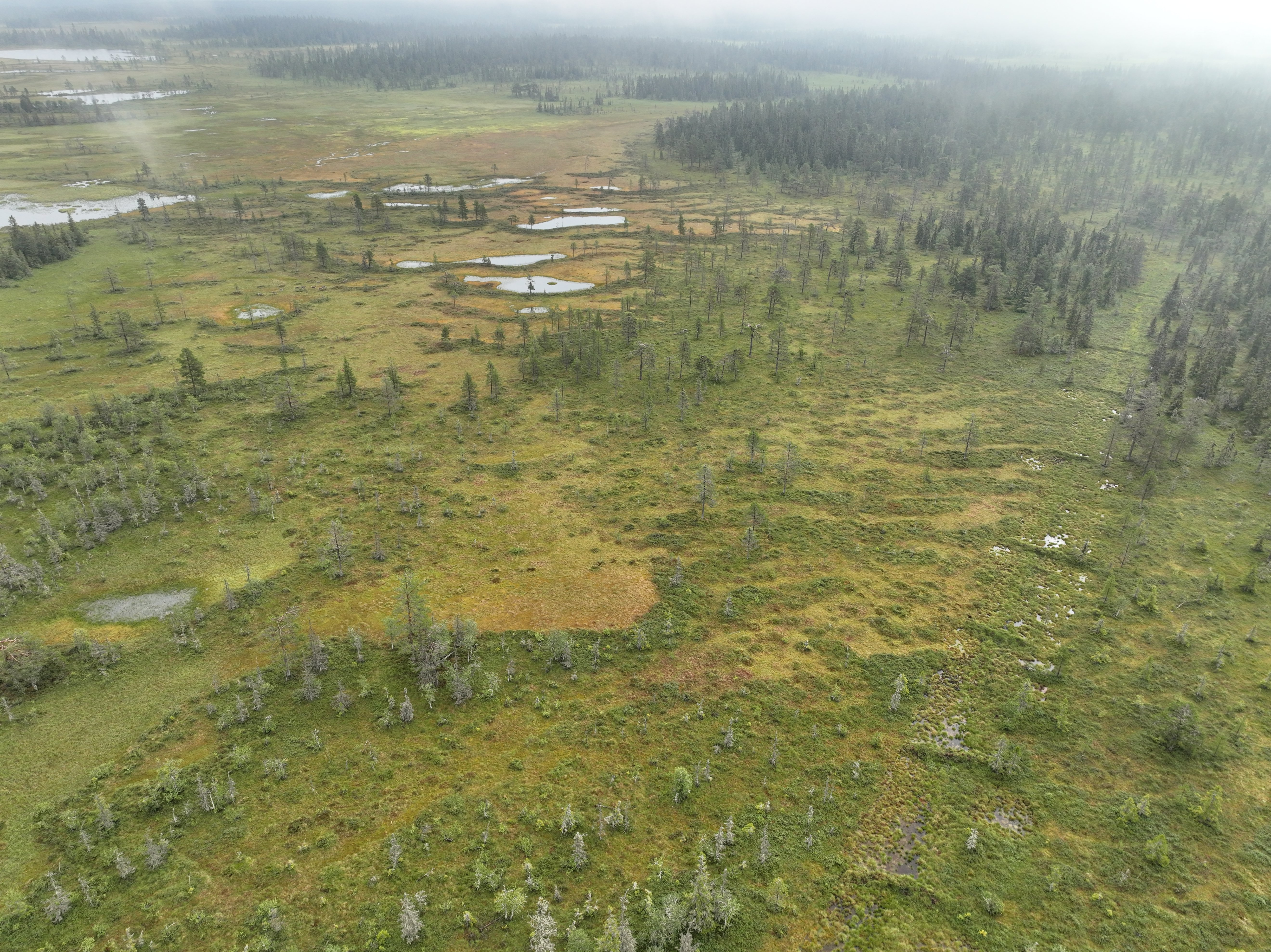 Endelausmyra NR etter restaurering